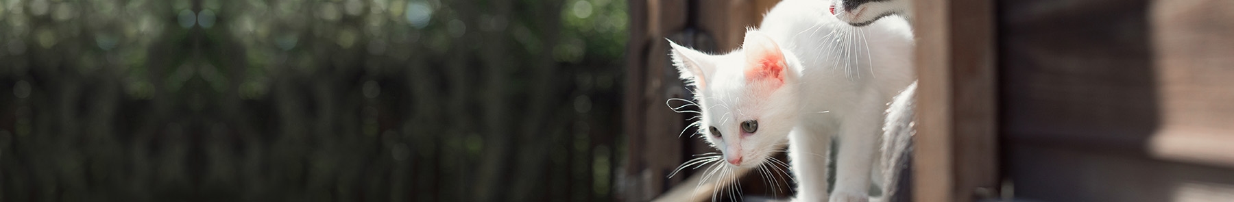 Welcome to Catawba Animal Clinic in Rock Hill Welcome to Catawba Animal Clinic in Rock Hill