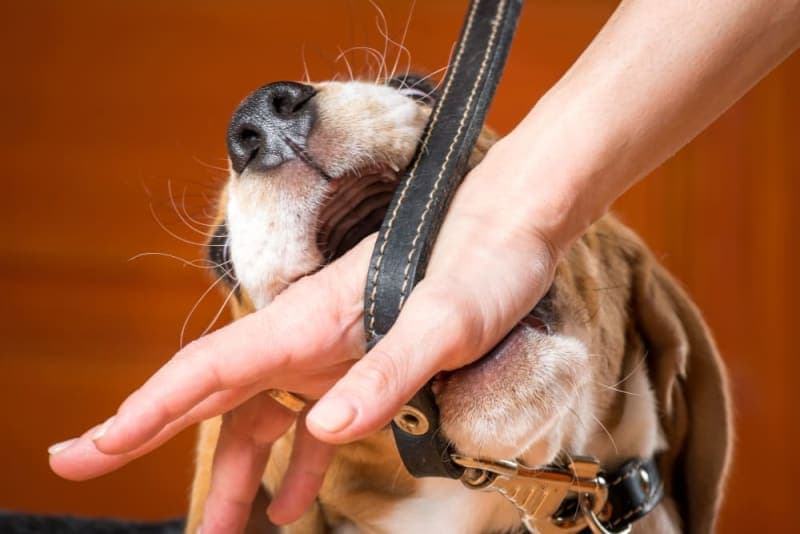 How to Stop Your Puppy From Biting How to Stop Your Puppy From Biting