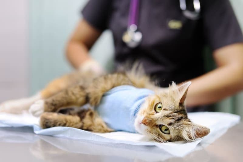 Kidney Failure in Cats Kidney Failure in Cats
