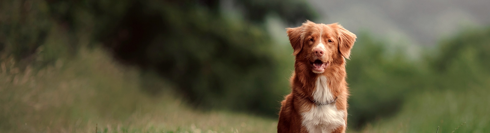 Shoreland Animal Hospital Shoreland Animal Hospital