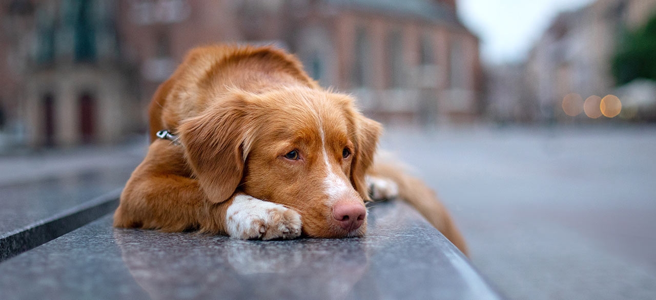 Horizon Veterinary Clinic Horizon Veterinary Clinic