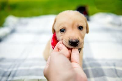 Puppy’s First Vet Visit: Checklist & What to Expect Puppy’s First Vet Visit: Checklist & What to Expect