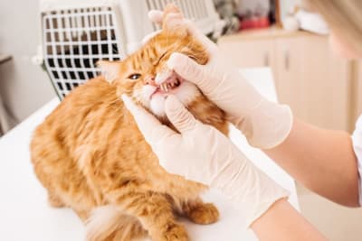 Gingivitis in Cats: Symptoms, Causes & Treatments Gingivitis in Cats: Symptoms, Causes & Treatments