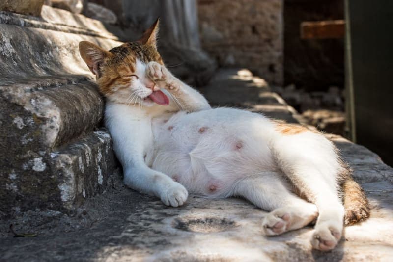 How to Tell if a Cat is Pregnant How to Tell if a Cat is Pregnant