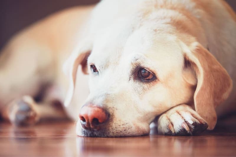Cancer in Dogs: Everything You Should Know Cancer in Dogs: Everything You Should Know