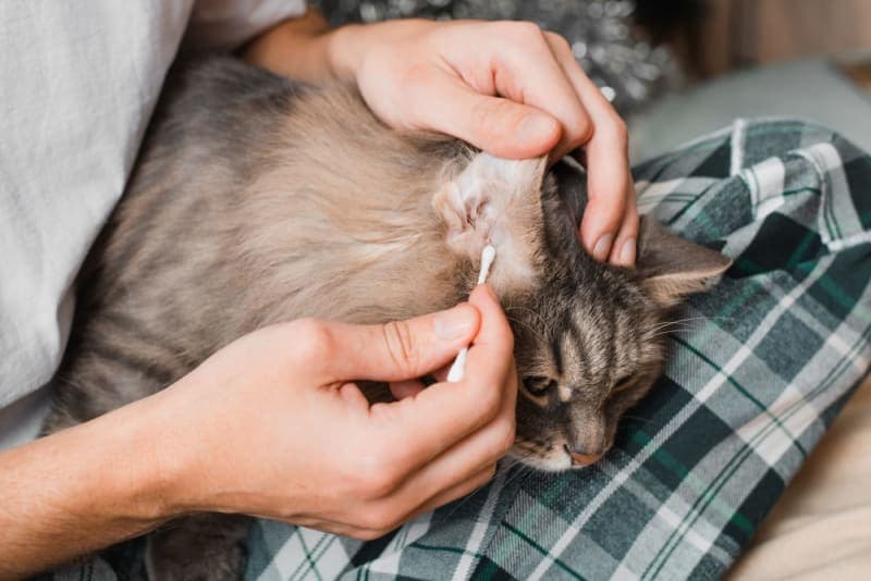 Ear Mites in Cats: Causes, Treatment & Prevention Ear Mites in Cats: Causes, Treatment & Prevention