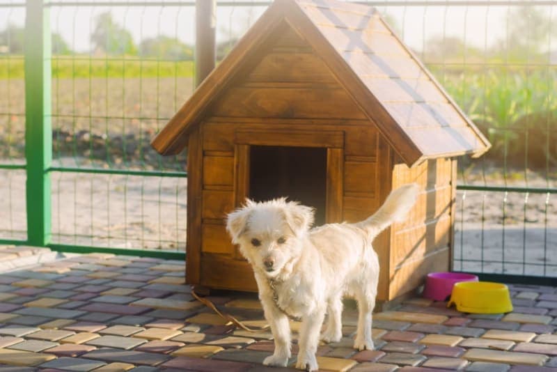 Dog Boarding: What to Look for When Boarding Your Dog Dog Boarding: What to Look for When Boarding Your Dog