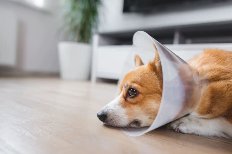 Understanding Soft Tissue Surgery in Pets Understanding Soft Tissue Surgery in Pets