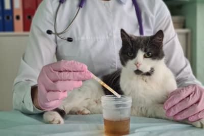 Why Does My Pet Need a Urinalysis? Why Does My Pet Need a Urinalysis?