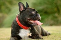 Why You Should Be Concerned If Your Dog Ate Gum Why You Should Be Concerned If Your Dog Ate Gum