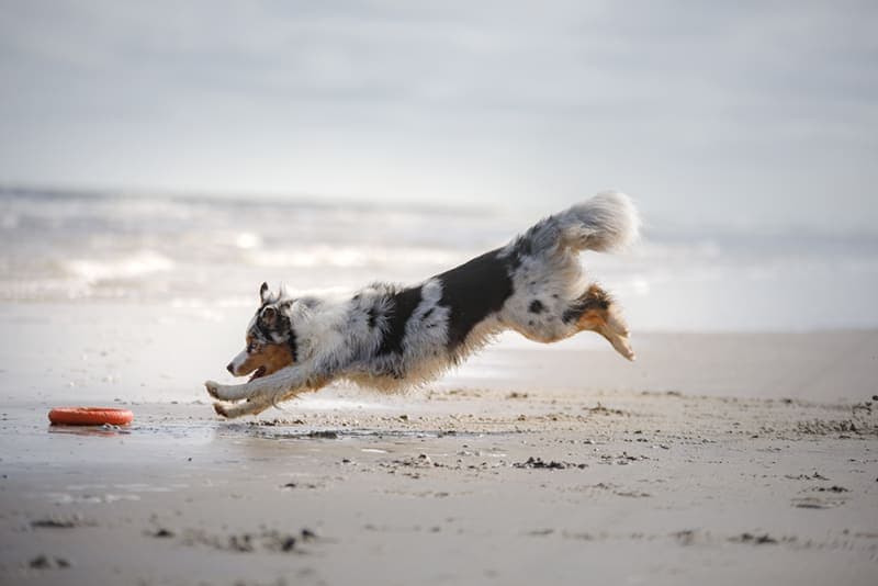 A Comprehensive Guide to Dog Knee Surgery for Cruciate Tears A Comprehensive Guide to Dog Knee Surgery for Cruciate Tears