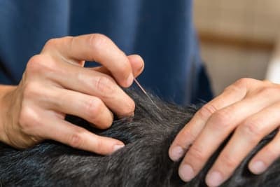 Myths & Facts About Veterinary Acupuncture Myths & Facts About Veterinary Acupuncture