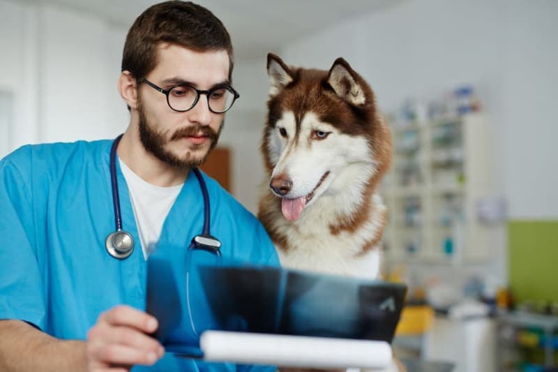 Diagnostic Imaging for Your Dog or Cat Diagnostic Imaging for Your Dog or Cat