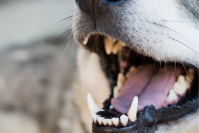 Bad Breath in Dogs: Causes and Treatments Bad Breath in Dogs: Causes and Treatments