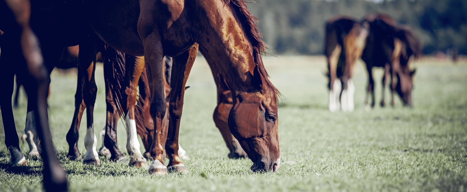 Welcome to Florida Equine Veterinary Associates in Ocala Hero Image Welcome to Florida Equine Veterinary Associates in Ocala Hero Image