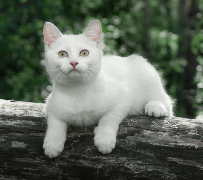 Villa Rica Animal Hospital Hero Image Villa Rica Animal Hospital Hero Image