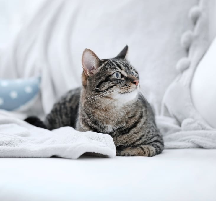 Bound Brook Veterinary Clinic Hero Image Bound Brook Veterinary Clinic Hero Image