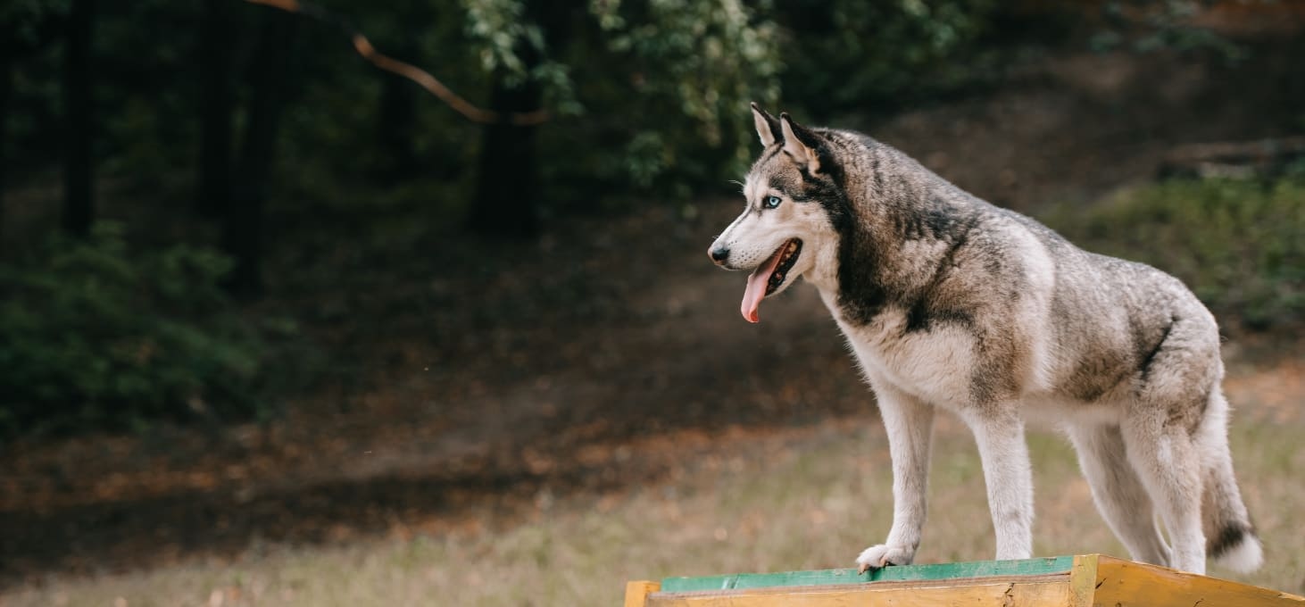 Welcome to Catawba Animal Clinic in Rock Hill SC Hero Image Welcome to Catawba Animal Clinic in Rock Hill SC Hero Image