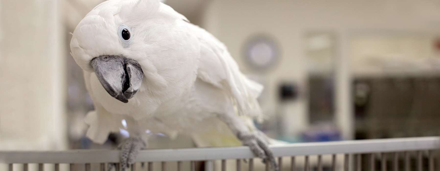 Vets in Albany l Dockery Hero Image Vets in Albany l Dockery Hero Image