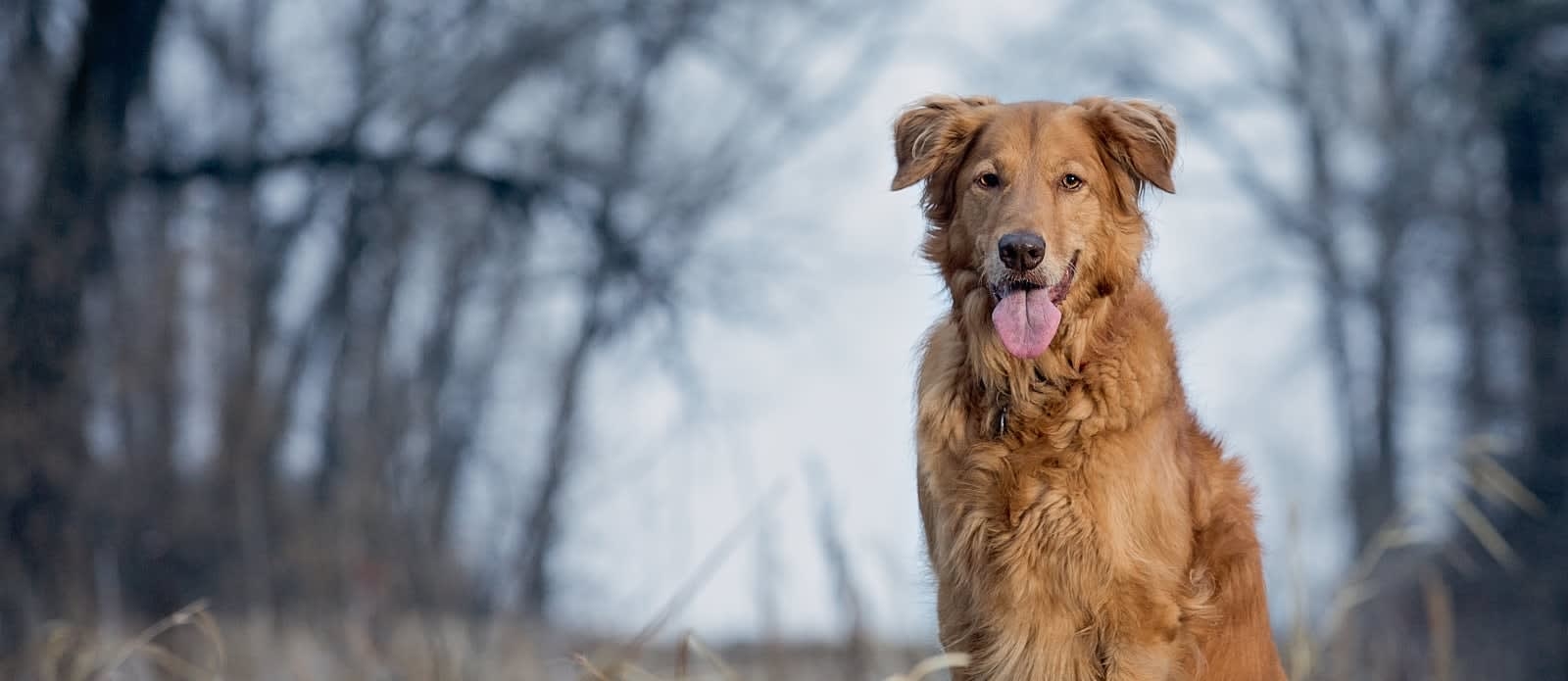 Cumberland Animal Clinic Hero Image Cumberland Animal Clinic Hero Image