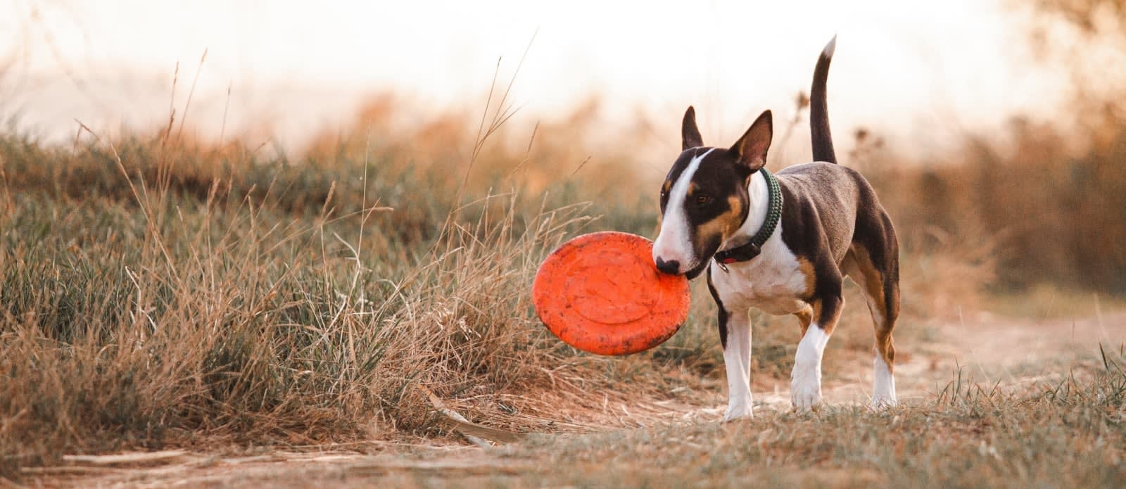 Mono Way Veterinary Hospital Hero Image Mono Way Veterinary Hospital Hero Image