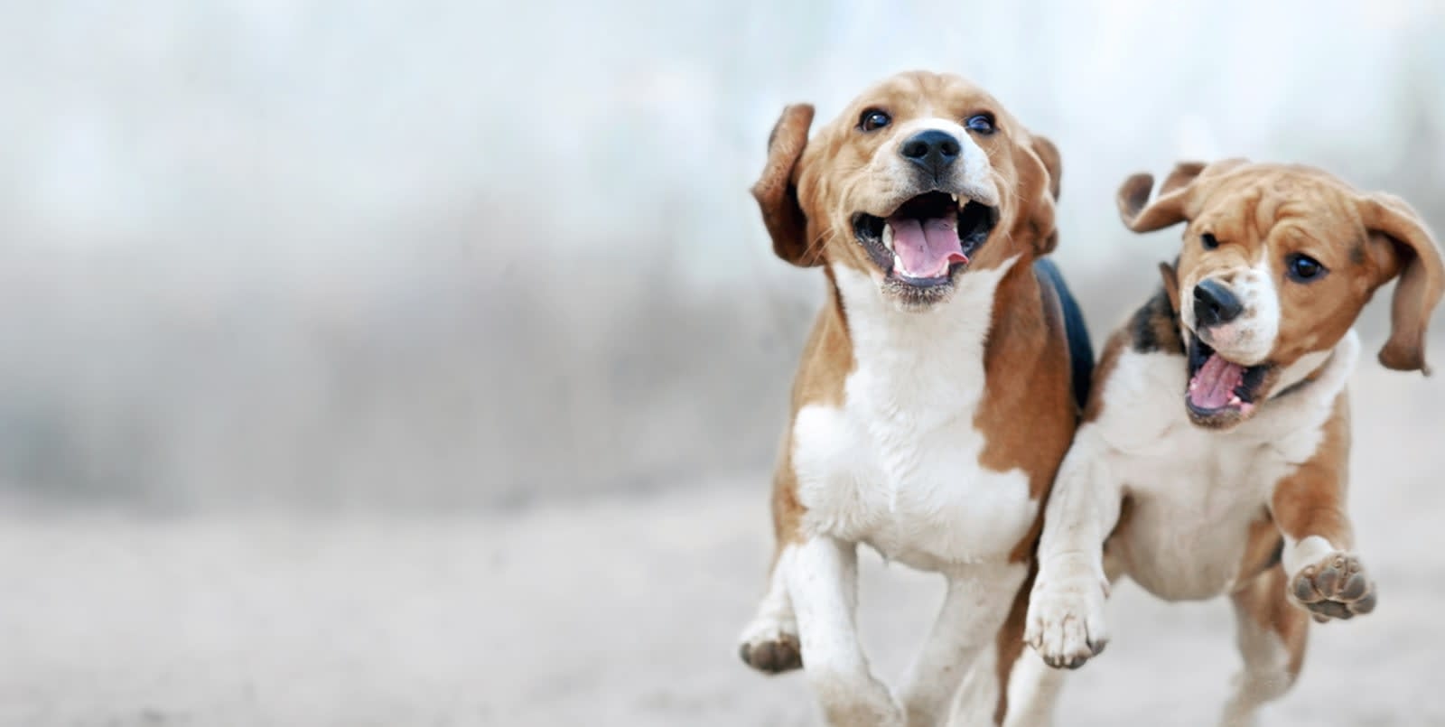 Welcome to Altas Palmas Animal Clinic in Harlingen! Hero Image Welcome to Altas Palmas Animal Clinic in Harlingen! Hero Image