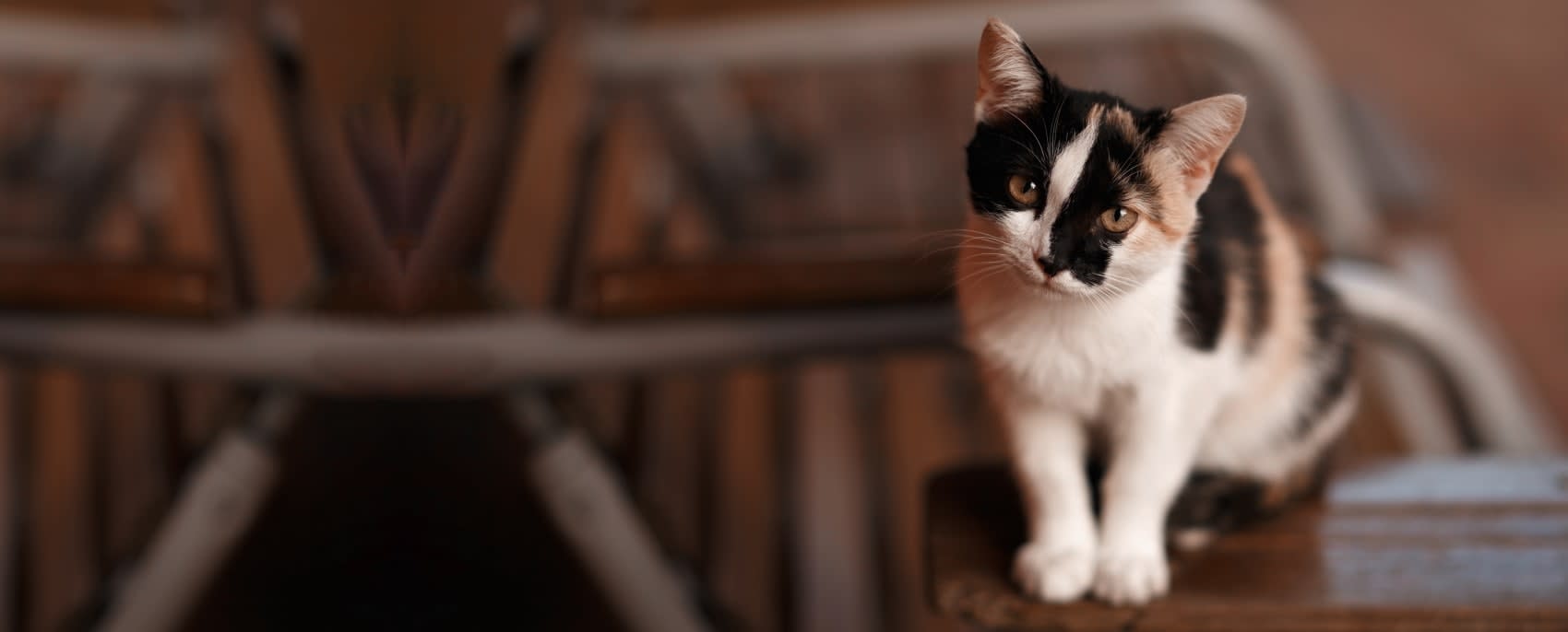 Jackson Animal Hospital Hero Image Jackson Animal Hospital Hero Image