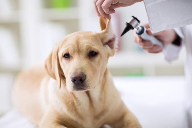 Yeast Infection in a Dog's Ears Yeast Infection in a Dog's Ears