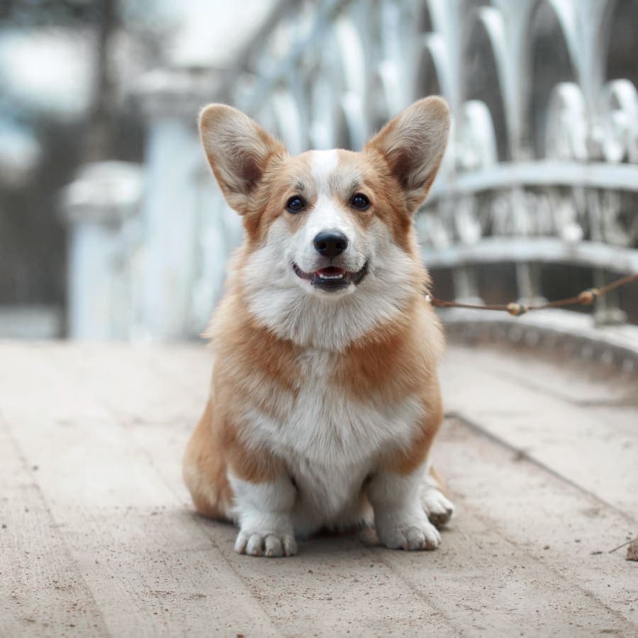 English Creek Veterinary Clinic Generic Section Image English Creek Veterinary Clinic Generic Section Image