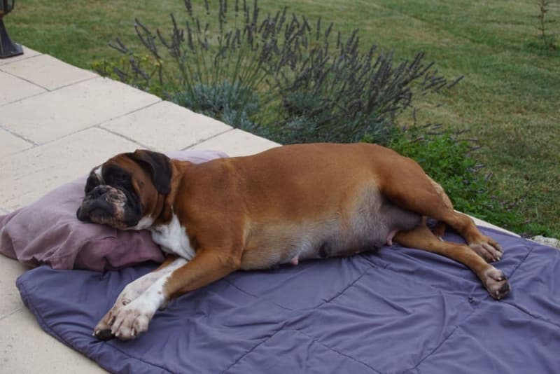 C-Sections for Dogs C-Sections for Dogs