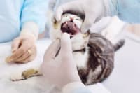 Cat Tooth Extractions: What to Expect & What to Watch For Cat Tooth Extractions: What to Expect & What to Watch For