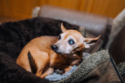 Cataract Surgery For Dogs: What You Should Know Cataract Surgery For Dogs: What You Should Know