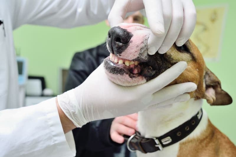 Broken Jaws in Dogs: Causes & Treatments Broken Jaws in Dogs: Causes & Treatments